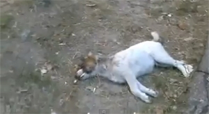 개 도살하지마 파멜라 엔더슨, UEFA회장 강력비난