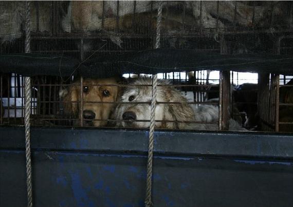 관광도시 제주도에서 버젓이 '개 장수 트럭(?)'