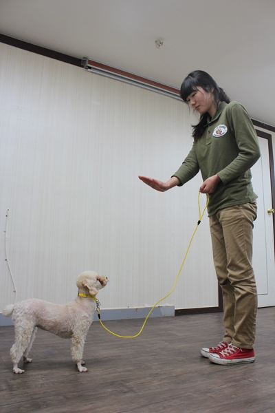 방문훈련전문, 럭키버스터스