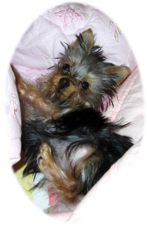 실천하는 동물사랑, 2010년 미스코리아 진 정소라