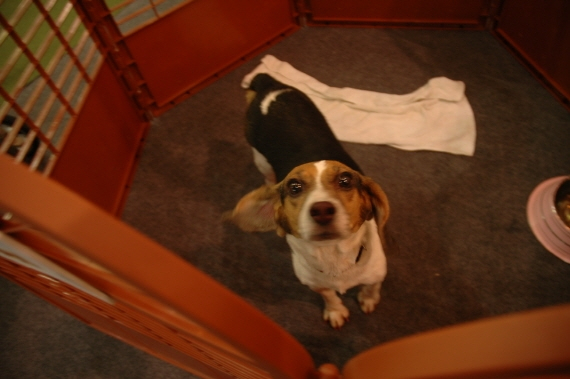 AT센터에서 2012 생명산업과학기술대전 개막