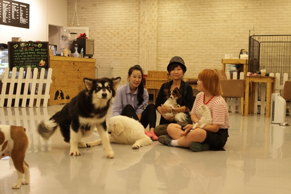 경기도 광명에 새롭게 오픈한 'Book & Dog' 애견카페