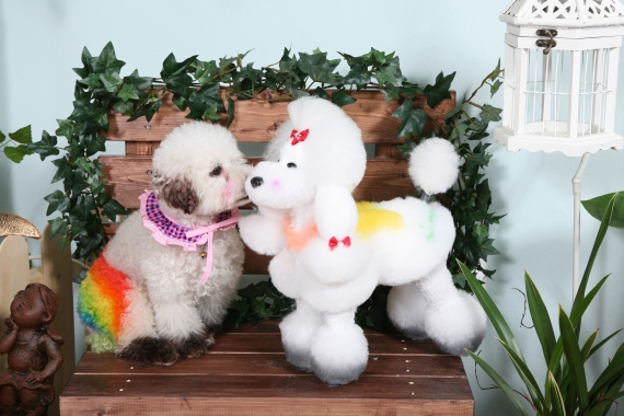 제1회 전국 DOGWIG 아트 경연 대회 열려