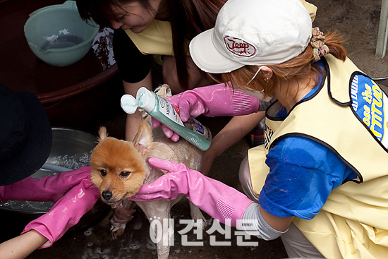 블루엔젤 봉사단, 마석유기견보호소에서 1기 봉사활동 가져