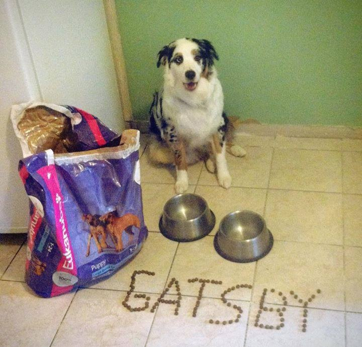 사료를 이용해 애견의 이름을 작성하고 사진찰칵..