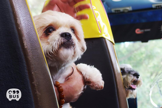 홍콩의 반려견 전용버스 '99BUS'