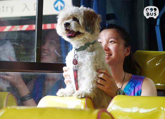 홍콩의 반려견 전용버스 '99BUS'