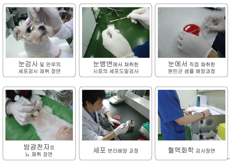 강아지 눈물얼룩제거 정식의약품 국내최초 개발