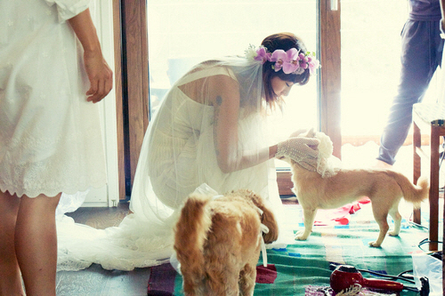 새신부 이효리 웨딩사진 공개 '애견 순심이도 함께'