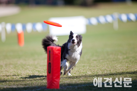 한상준 선수, 2013 스카이하운즈 월드 챔피언 등극