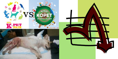 2013 애견뉴스 사건사고 TOP10