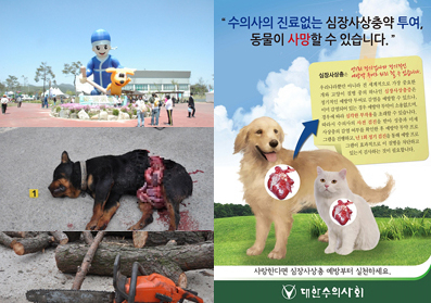 2013 애견뉴스 사건사고 TOP10