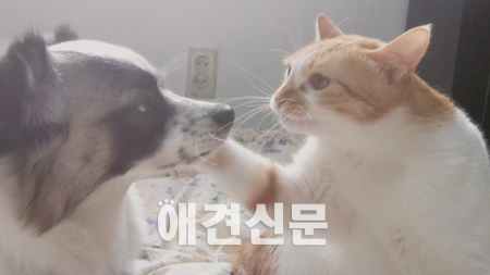 영화 '그 강아지 그 고양이' 민병우 감독, 배우 손민지-신명근과 함께 한 유쾌한 담론