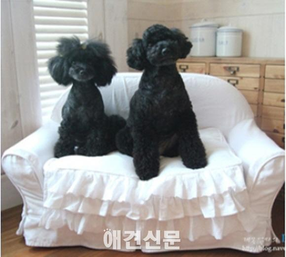 세상에 오직 하나뿐인 애견만의 침대를 만드는 애견침대업체, 루루디자인