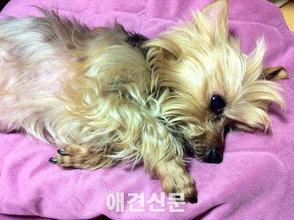 21살 요크셔 골프와 방송인 이슬비
