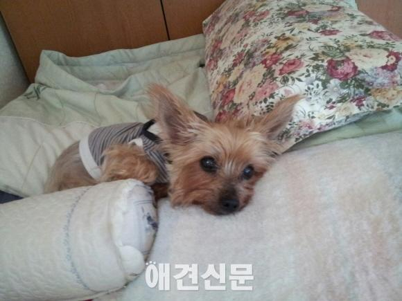 21살 요크셔 골프와 방송인 이슬비