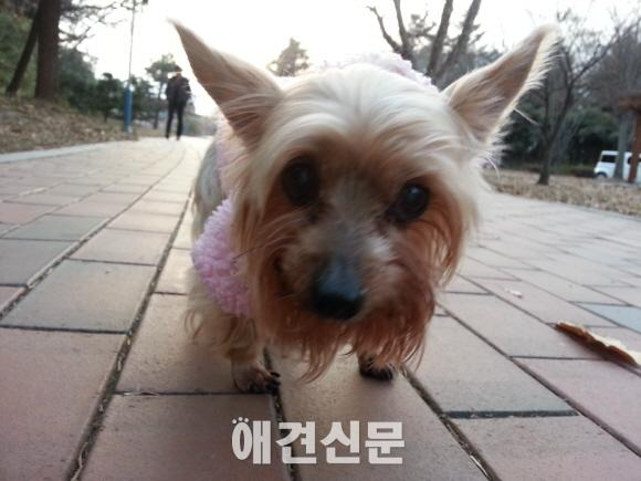 21살 요크셔 골프와 방송인 이슬비