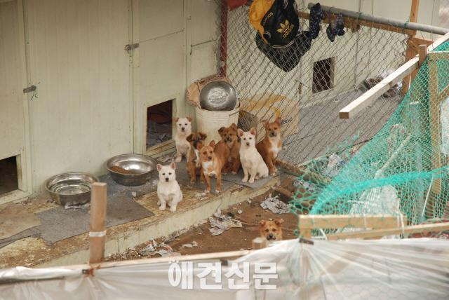 도네이션 커머스 바이움, 애신동산에 사료- 간식 지원