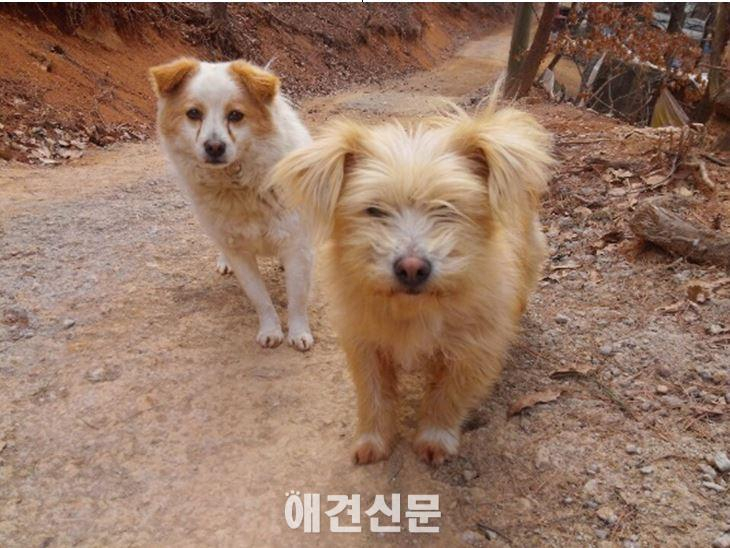 닥터클라우더, 아산천사원으로 유기견 사료 후원.