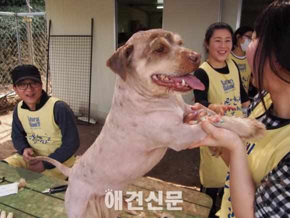 가수 이효리, 제주도에서도 유기견 사랑 가득..