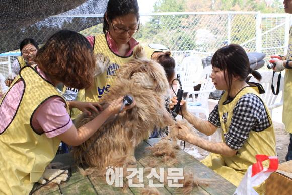 가수 이효리, 제주도에서도 유기견 사랑 가득..