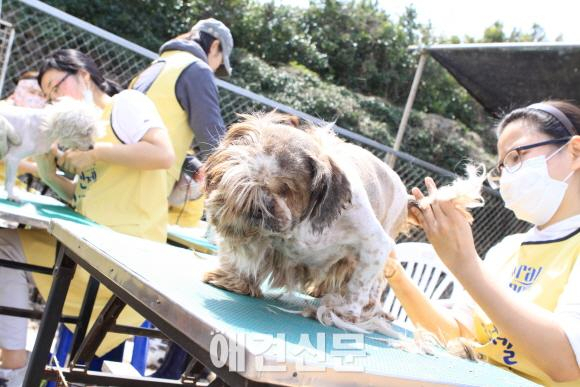 가수 이효리, 제주도에서도 유기견 사랑 가득..