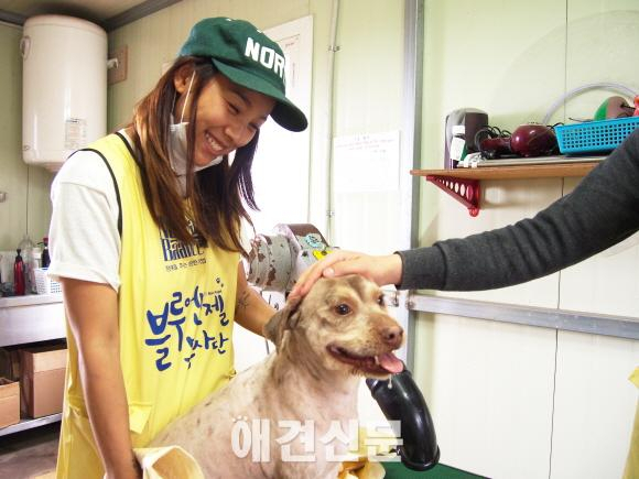 가수 이효리, 제주도에서도 유기견 사랑 가득..