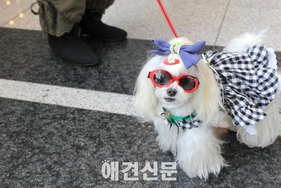 KOPET 2014, 양재AT센터에서 3만여명 관람..