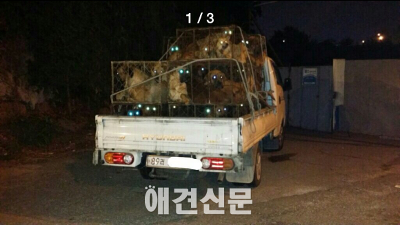 동물단체들도 두손 든 개고기 재래시장, SNS 통해 다시 수면위로..