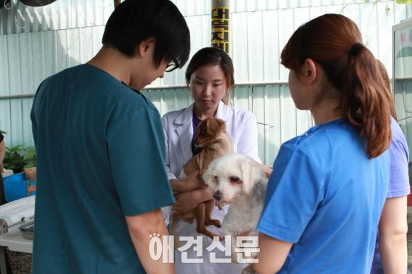 유기견 보호소 300마리 강아지의 행복한 보금자리, 주말마다 자원봉사 행렬