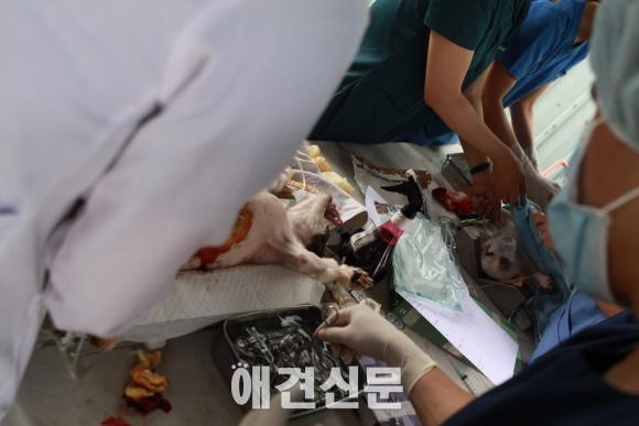 유기견 보호소 300마리 강아지의 행복한 보금자리, 주말마다 자원봉사 행렬