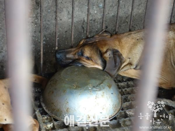 동물자유연대, 남양주 불법 개 도살장 경찰 고발