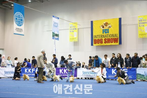 국내 최고 반려동물 축제 '2014 서울 FCI 국제 도그쇼' 역대 최대 규모로 열린다.