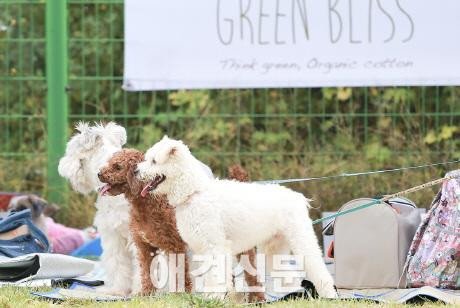 동물자유연대, '2014년 입양동물의 날' 행사 개최