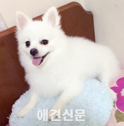 레슬리 핸콕 박사에게 듣는 반려견 영양 정보