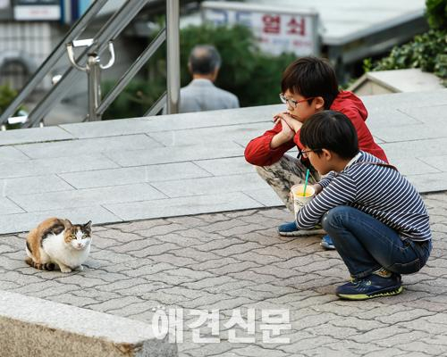 사진으로 본 길고양이, 와이낫 스튜디오 다큐사진전