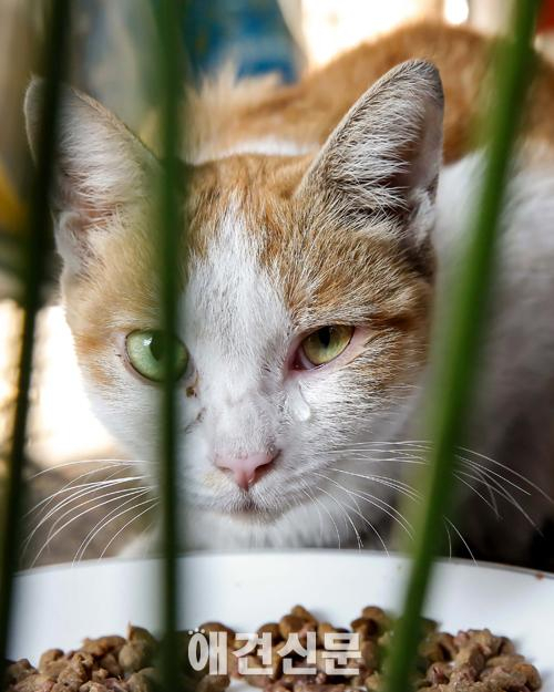 사진으로 본 길고양이, 와이낫 스튜디오 다큐사진전