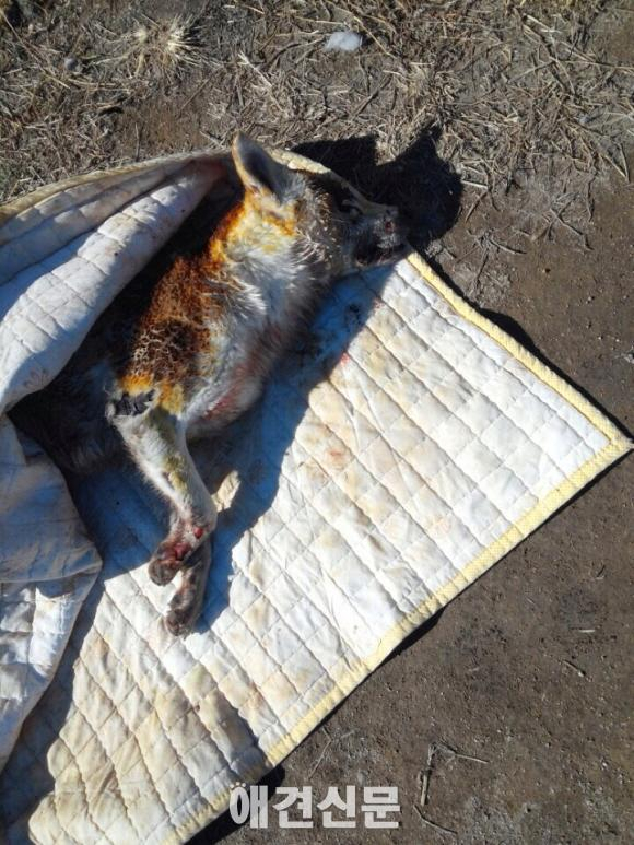 유기견 보호소 화재, 유기견 50여마리 죽고 보호소장도 2도화상..