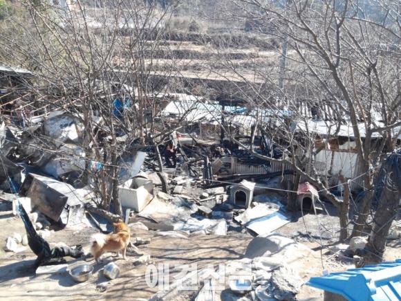 유기견 보호소 화재, 유기견 50여마리 죽고 보호소장도 2도화상..