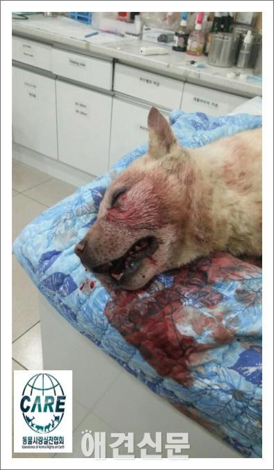 포항서 50대 남성이 술 마시고 진돗개를 쇠파이프로 폭행