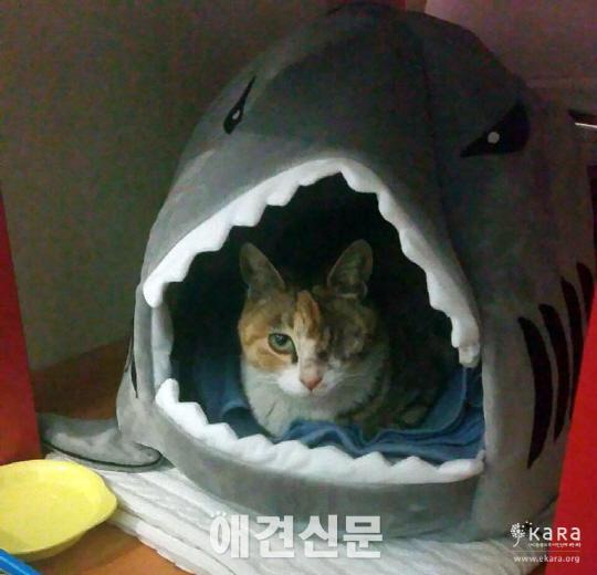 쇠구슬 테러 당한 길고양이, 결국 안구 적출