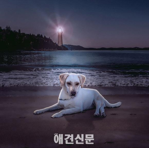 해외 유명 사진작가, 탄성을 자아내는 유기견 사진으로 모금