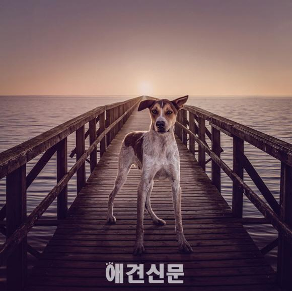 해외 유명 사진작가, 탄성을 자아내는 유기견 사진으로 모금