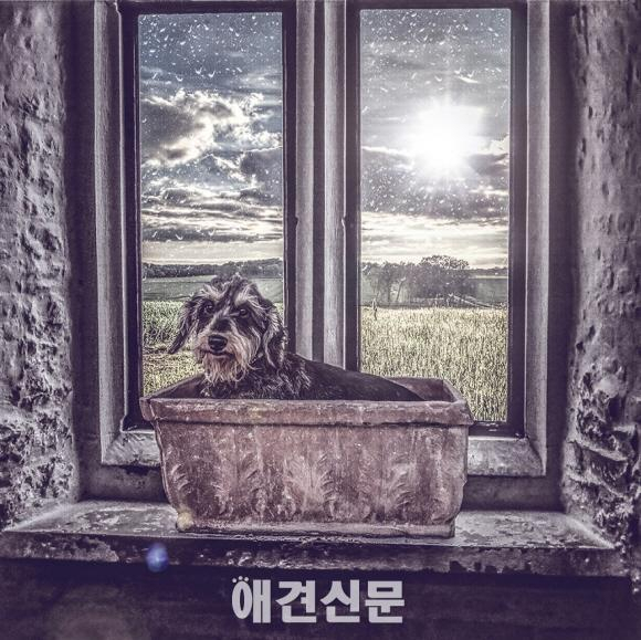 해외 유명 사진작가, 탄성을 자아내는 유기견 사진으로 모금