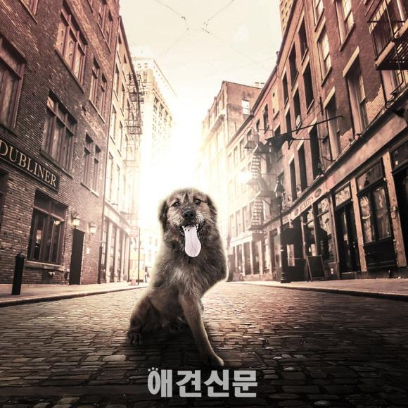 해외 유명 사진작가, 탄성을 자아내는 유기견 사진으로 모금