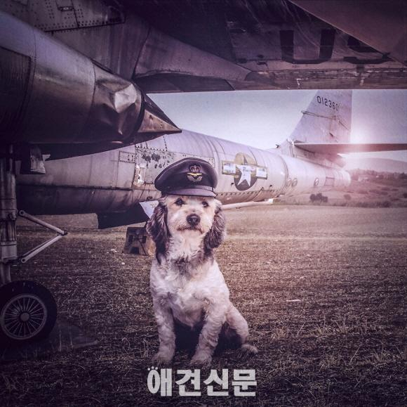 해외 유명 사진작가, 탄성을 자아내는 유기견 사진으로 모금