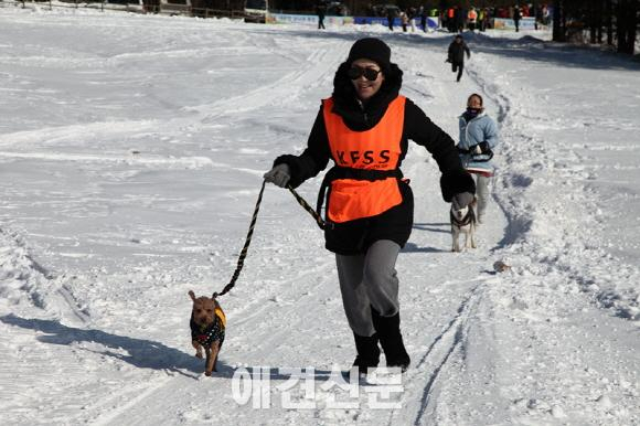 대한독스포츠연맹, 2015 한국 개썰매 선수권대회 개최