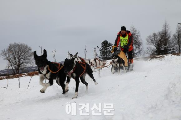 대한독스포츠연맹, 2015 한국 개썰매 선수권대회 개최