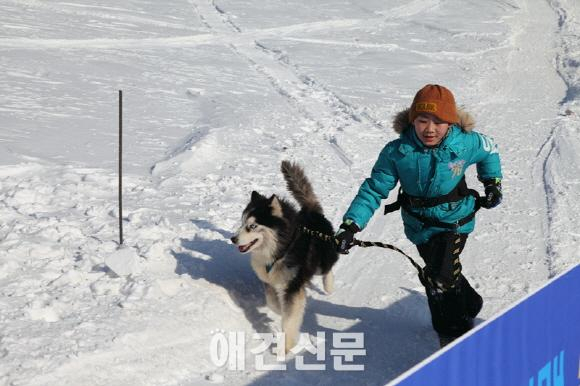 대한독스포츠연맹, 2015 한국 개썰매 선수권대회 개최
