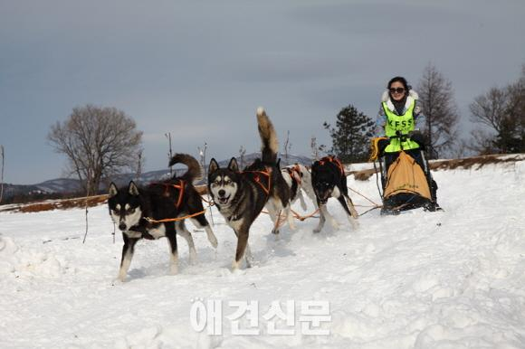 대한독스포츠연맹, 2015 한국 개썰매 선수권대회 개최